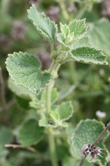 Marrubium