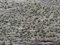 Lecideales