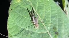 Zvenella
