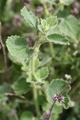 Marrubium