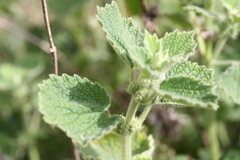 Marrubium