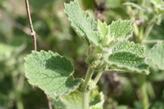 Marrubium