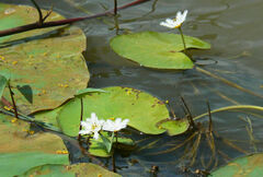 Nymphoides indica