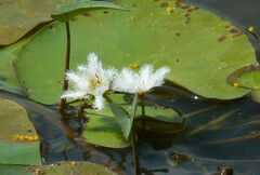 Nymphoides indica