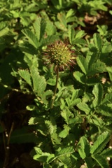 Acaena ovalifolia