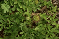 Acaena ovalifolia