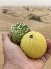 Citrullus colocynthis