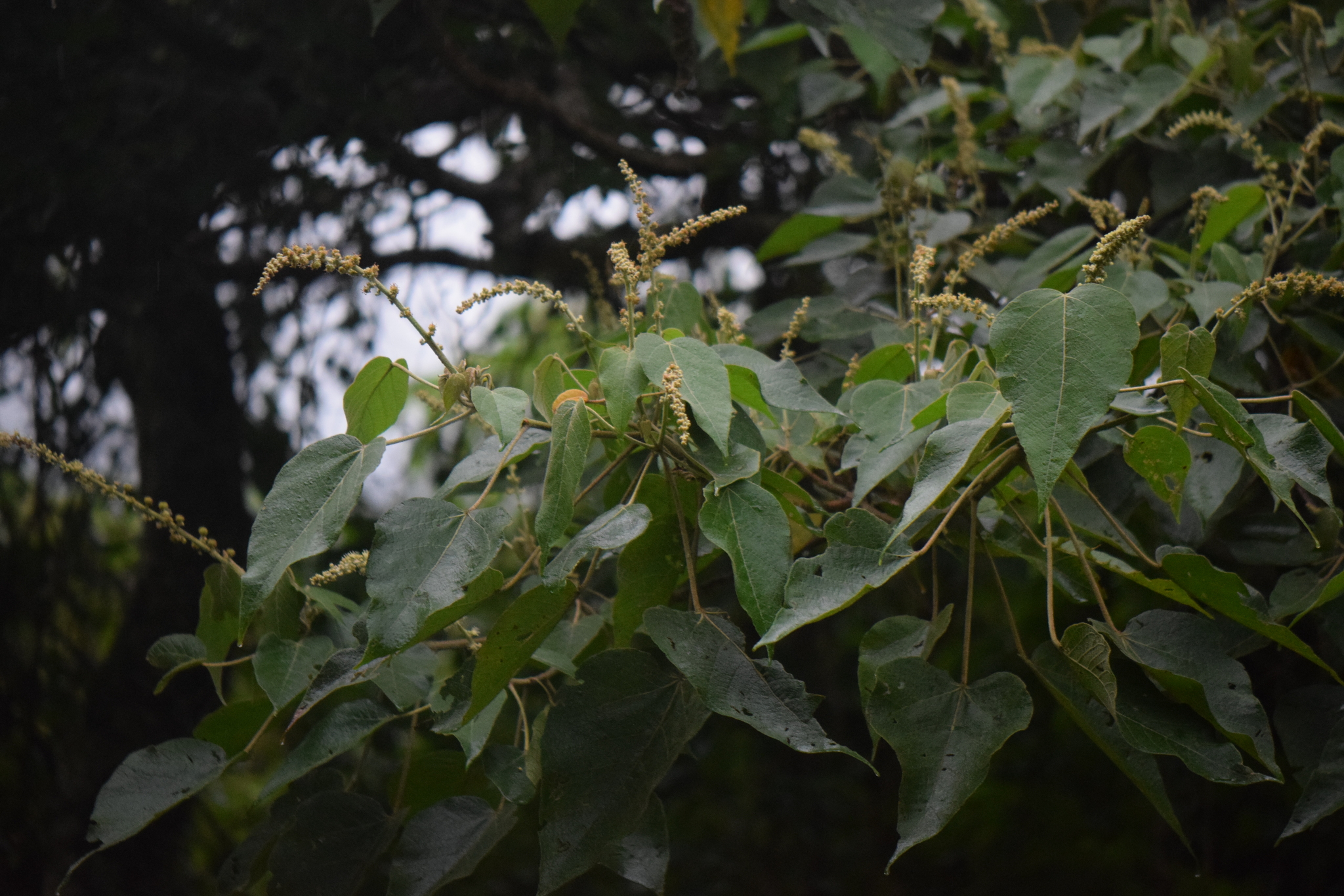 Croton draco