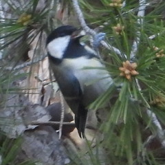 Parus major