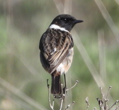Saxicola rubicola