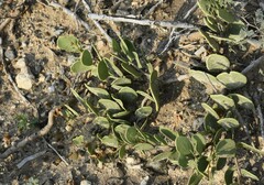 Maytenus phyllanthoides