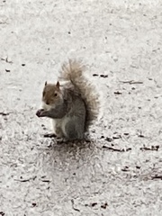 Sciurus carolinensis