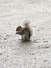 Sciurus carolinensis