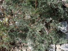Astragalus onobrychis