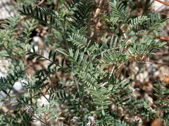 Astragalus onobrychis