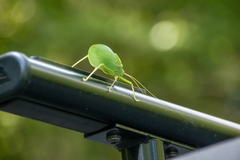 Pterophylla camellifolia