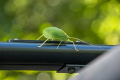 Pterophylla camellifolia