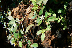 Glinus oppositifolius