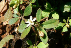 Glinus oppositifolius