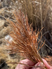 Andropogon glomeratus