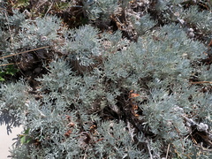 Artemisia alpina