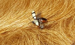 Omophoita octoguttata