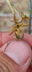 Dipcadi brevifolium