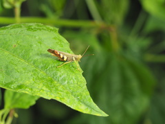 Apalacris varicornis