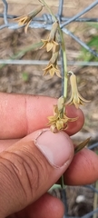 Dipcadi brevifolium