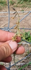 Dipcadi brevifolium