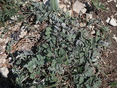 Psephellus declinatus