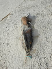 Delphinidae