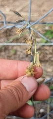 Dipcadi brevifolium