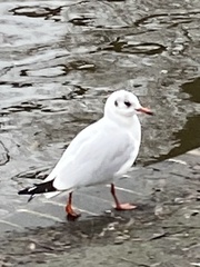 Chroicocephalus ridibundus