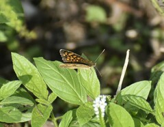 Phyciodes graphica