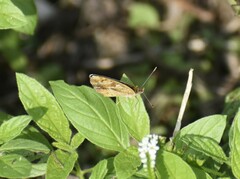Phyciodes graphica