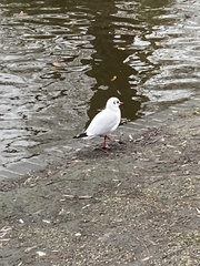 Chroicocephalus ridibundus