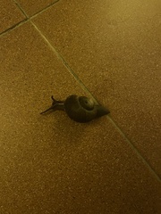 Zachrysia provisoria