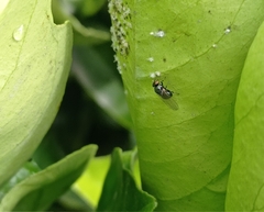 Lonchaea
