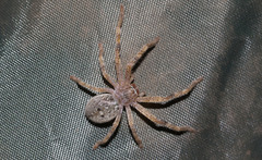 Sparassidae