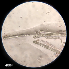 Acrochaetiaceae