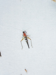 Homoeoxipha lycoides