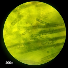 Acrochaetiaceae