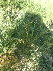 Carrichtera annua
