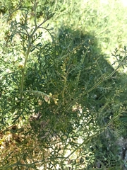 Carrichtera annua
