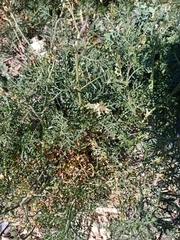 Carrichtera annua