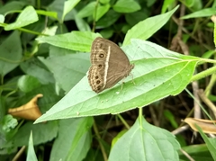 Mycalesis mineus