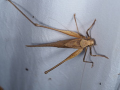 Mecopoda
