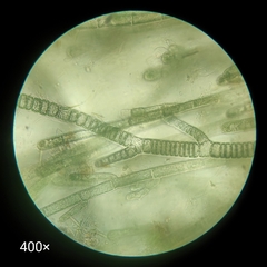 Compsopogon caeruleus