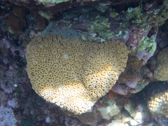 Palythoa caribaeorum